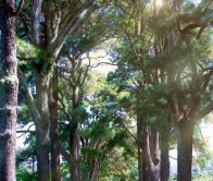 Tour Tây Nguyên 3 ngày 2 đêm: Măng Đen – Kon Tum – Gia Lai đón SB Pleiku buổi sáng (Nghỉ 1 đêm tại Măng Đen)