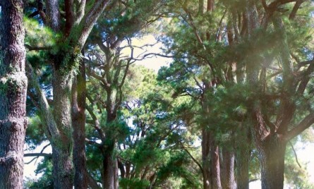 Tour Tây Nguyên 3 ngày 2 đêm: Măng Đen – Kon Tum – Gia Lai đón SB Pleiku buổi sáng (Nghỉ 1 đêm tại Măng Đen)