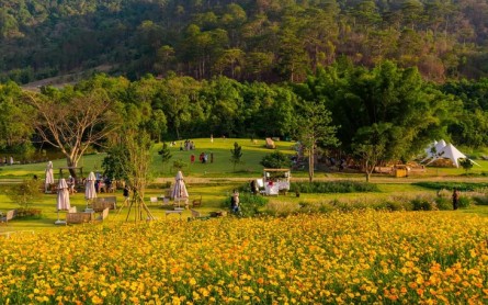 Đà Lạt tháng 4: Hoa cánh bướm rực rỡ, đẹp như tranh vẽ