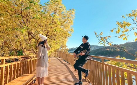 Hoa bơ vàng ươm: Nét đẹp lãng mạn của Đà Lạt