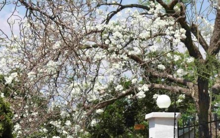 Đà Lạt: 5 Sắc Phượng Rực Rỡ, Gây Mê Hoặc Du Khách