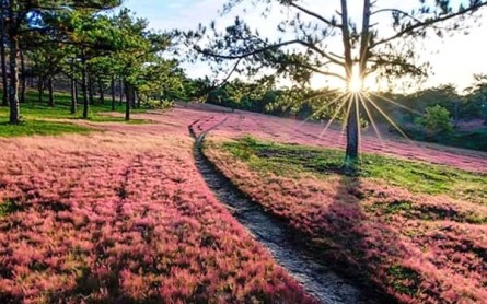 Đồi cỏ hồng Đà Lạt: Vẻ đẹp mê hoặc lòng người, điểm đến lãng mạn cho chuyến du lịch.