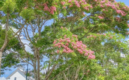 Phượng hồng Đà Lạt: Vấn vương mùa hè năm ấy trong từng cánh hoa