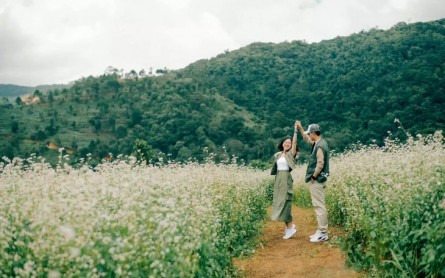 Hoa tam giác mạch Đà Lạt 2024: Nơi ngắm đẹp nhất