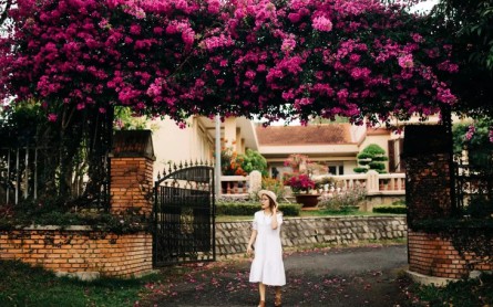 7 Giàn Hoa Giấy Khổng Lồ Hút Hồn Du Khách Đà Lạt