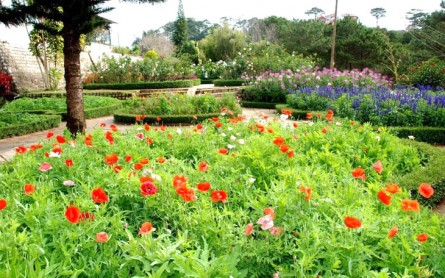 10 Vườn Hoa Đà Lạt Mới: Sống Ảo Cực Xinh, Check-in Ngay!