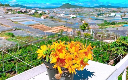 Lê Homestay Đà Lạt: Trải nghiệm nghỉ dưỡng độc đáo với du thuyền trên hồ