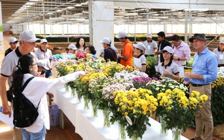Rừng hoa Hasfarm Đà Lạt: Nét đẹp Hà Lan giữa lòng cao nguyên