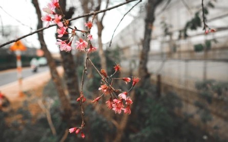Bí mật check-in hoa tháng 12 tại Đà Lạt: Nơi nào đẹp nhất, chụp ảnh “sống ảo” cực chất?