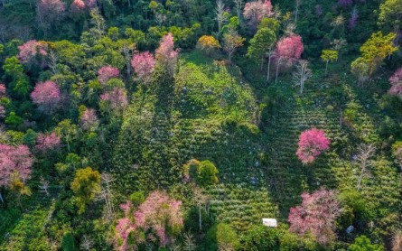 Khám phá Mộng Đào Nguyên Đà Lạt: Hướng dẫn chi tiết & Kinh nghiệm du lịch 2021