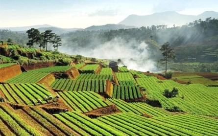 Đà Lạt ẩn chứa ruộng bậc thang đẹp như tranh vẽ