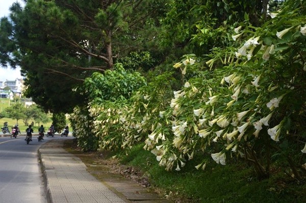 Con đường hoa loa kèn trải dài 1km.