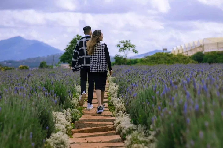 Lavender Da Lat
