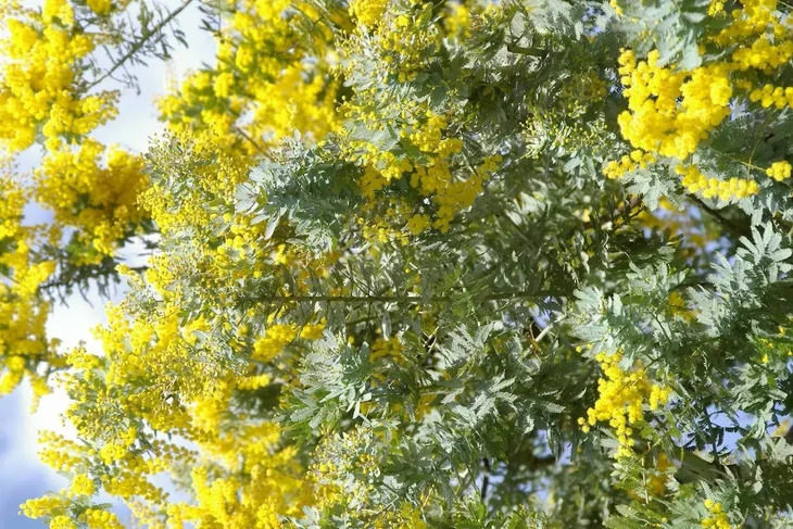 Hoa Mimosa Da Lat