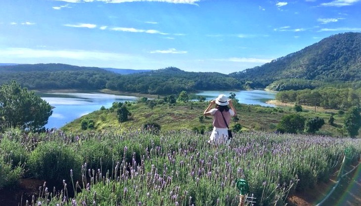 Khu Du Lich Lavender 1