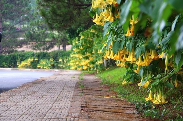 Hoa đẹp, nhưng gây ảo giác.