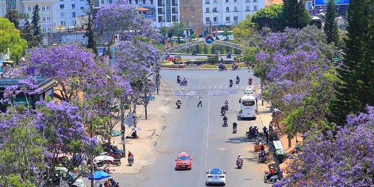 Phượng tím