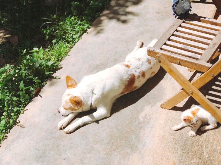 Cafe Đà Lạt - Nơi không có mèo 🐱