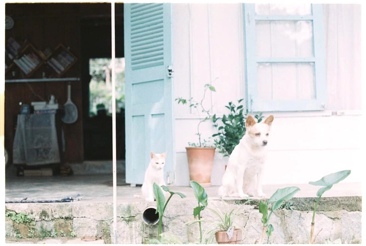 Cafe Đà Lạt: Không mèo 🐱