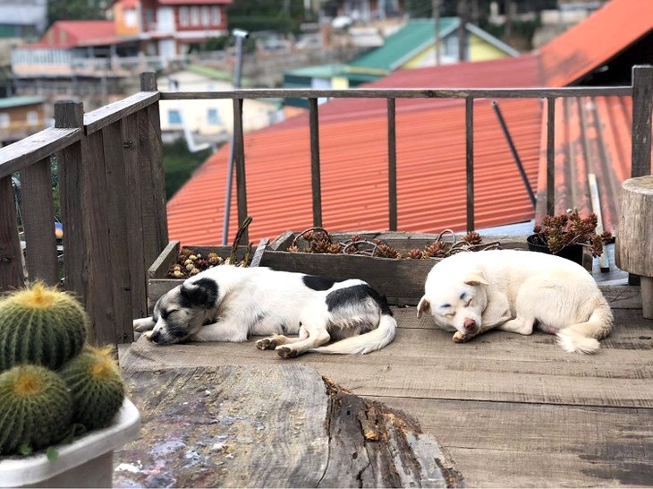 Cafe Cho Da Lat Chenh Dalat 2