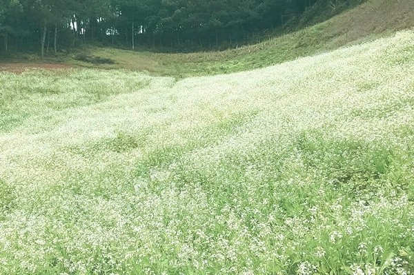 Hoa cải trắng muốt, nhỏ li ti
