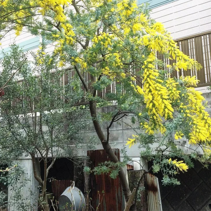 Hoa Mimosa Da Lat Cuoi Nam
