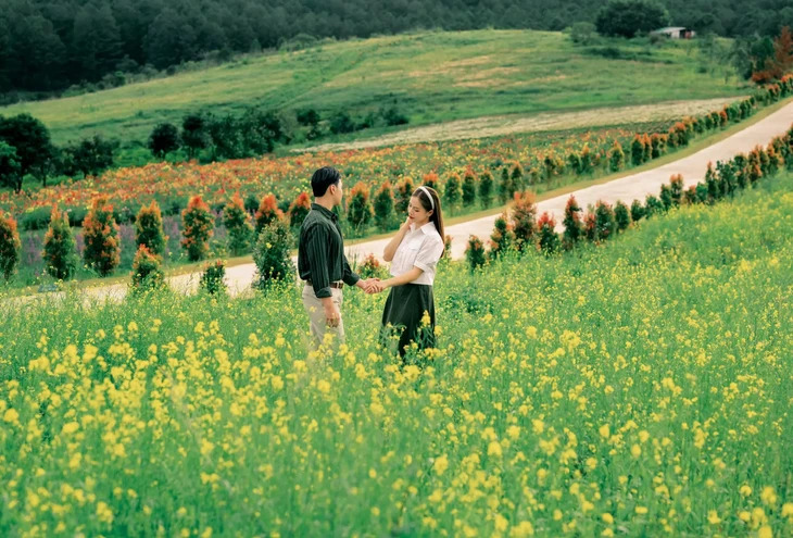 Canh đồng hoa cải trắng Đà Lạt The Forest 2
