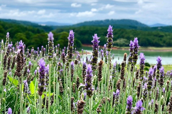 Review Vuon Hoa Lavender