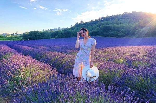 Hoa Lavender Da Lat