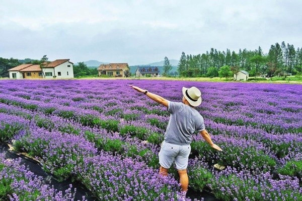 Vuon Hoa Lavender Da Lat