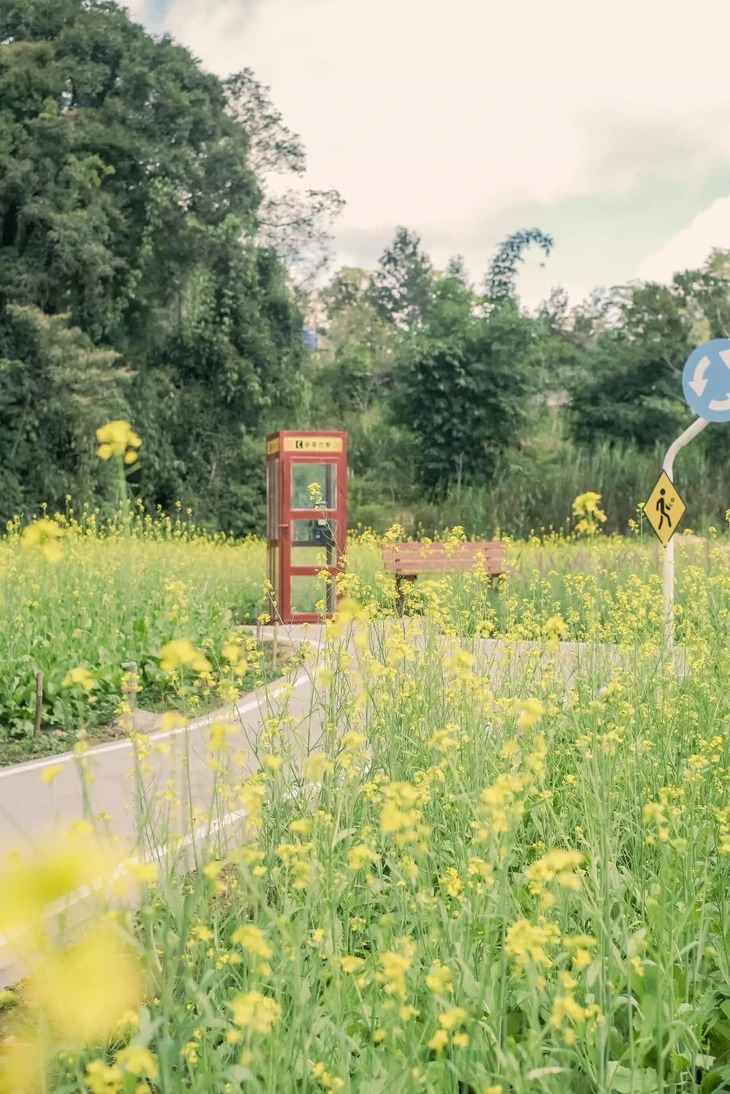 Vuon Hoa Cai Vang O Dalat Camp