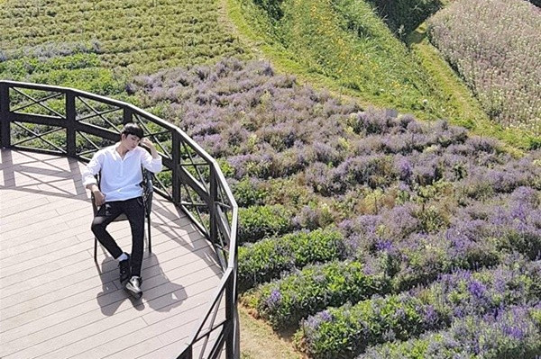 Canh Dong Hoa Lavender