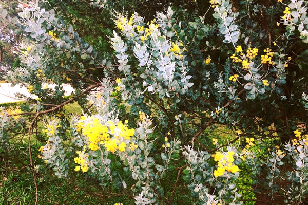 Bông Mimosa: Hàng trăm cánh nhỏ kết hợp.