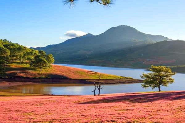 Doi Co Hong Thung Lung Vang