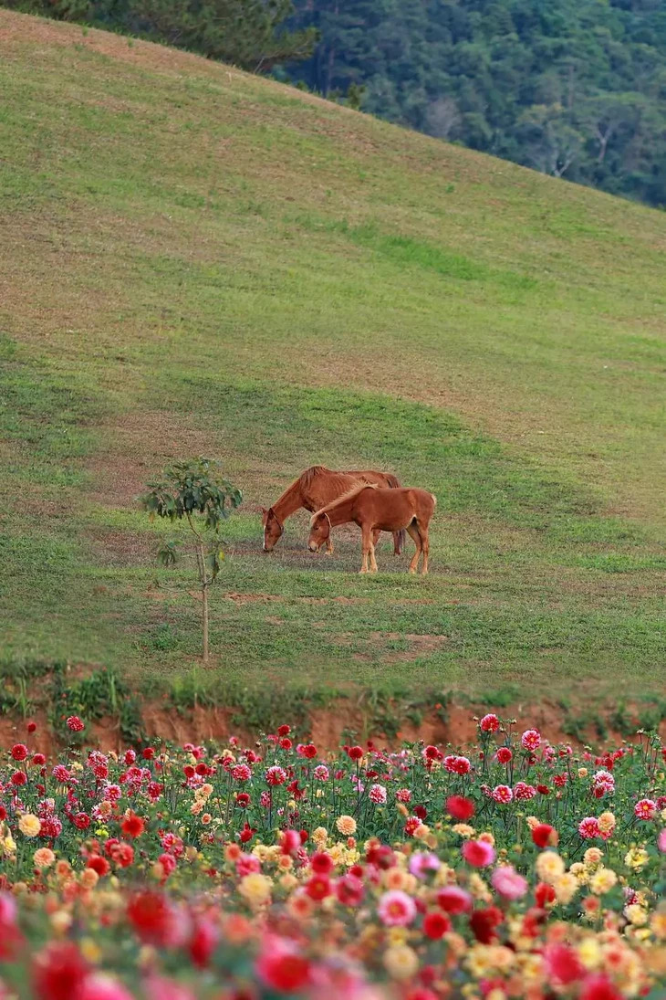 Mua Hoa Da Lat Thang 3