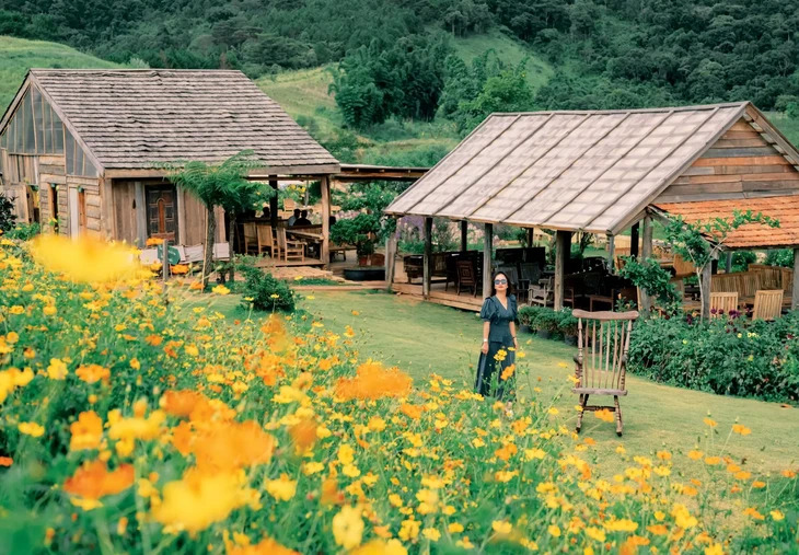 Hoa Sao Nhai Da Lat