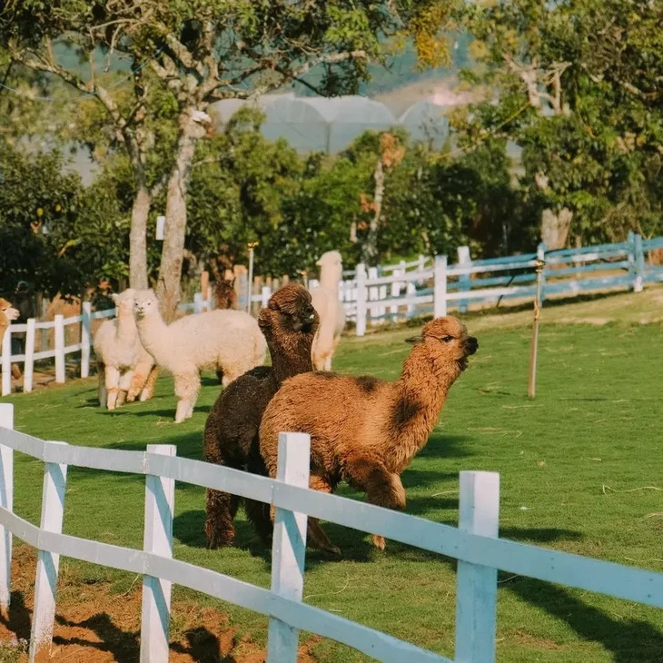 Chika Farm 2
