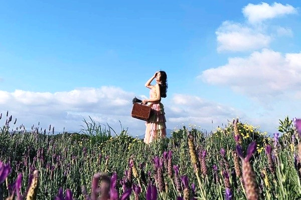 Hoa Lavender