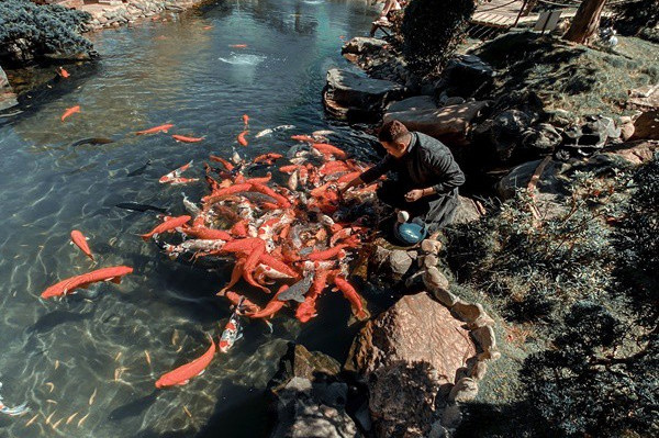 Ca Koi