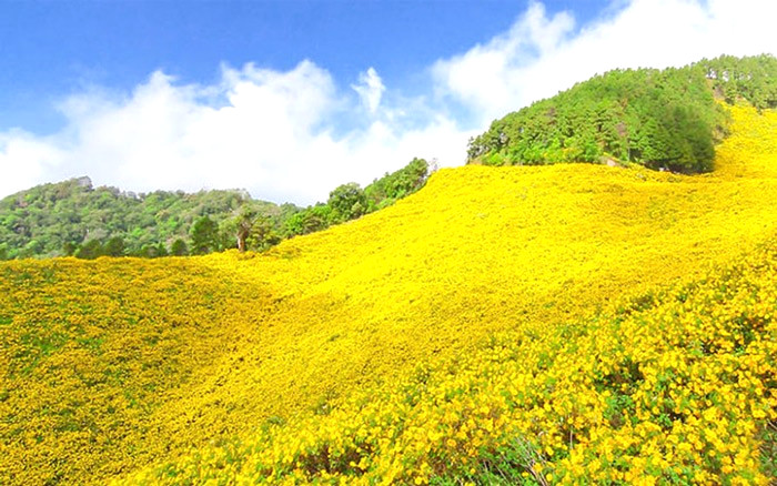 Mua Hoa Da Quy Da Lat