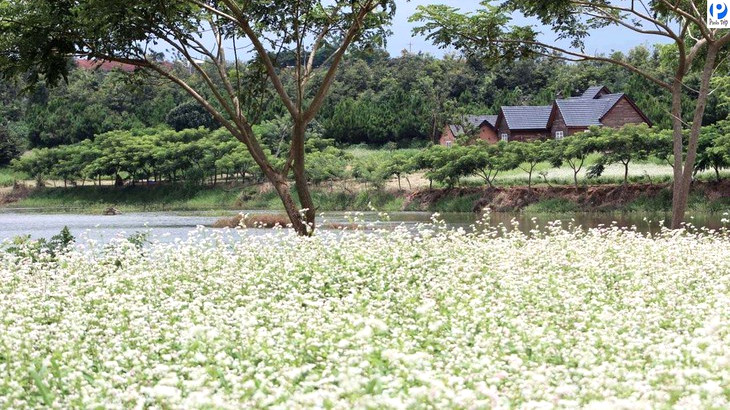 Dalat Milk Farm