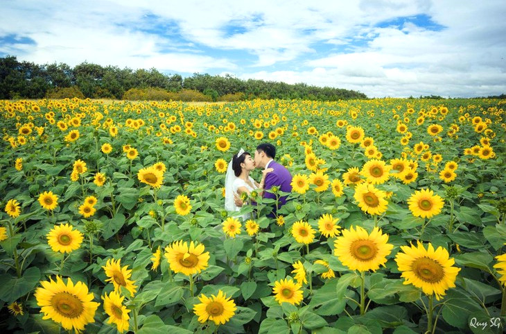 Doi Hoa Huong Duong Da Lat