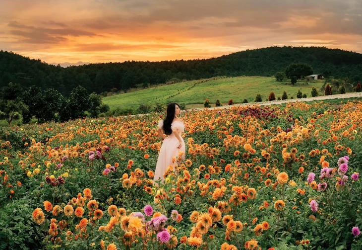 Hoang Hon Da Lat The Florest