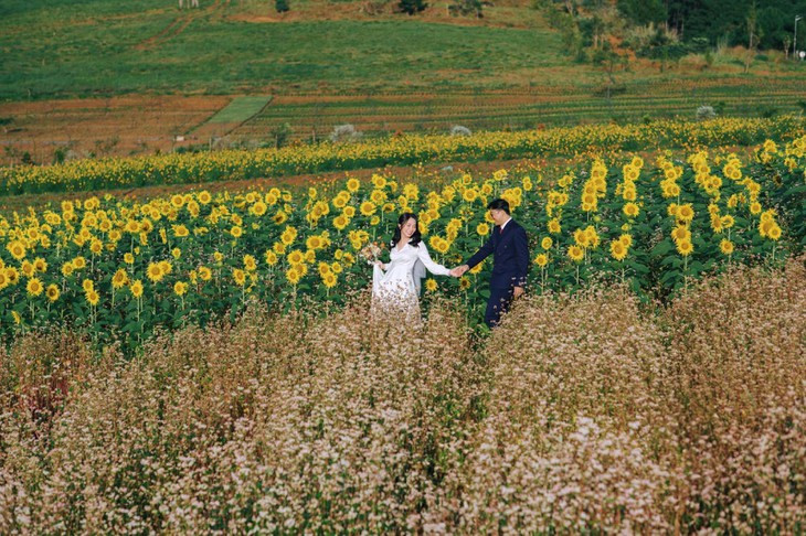 Tam giác mạch Hương Dương