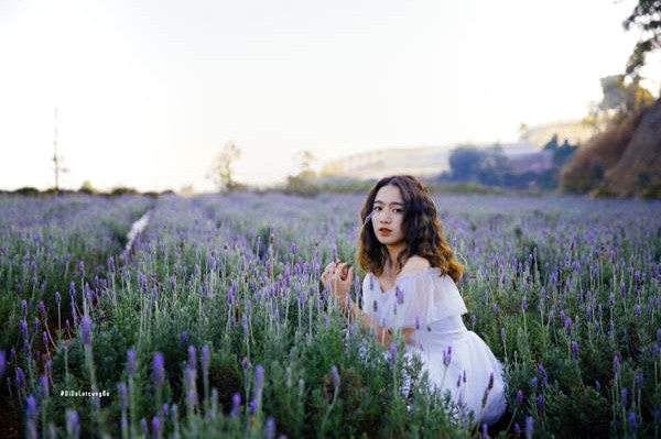 Lavender Tui Thuong Nho