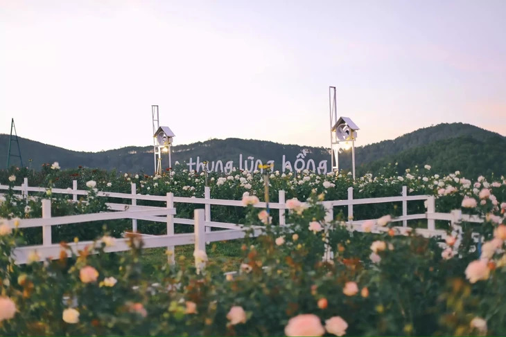 Thung Lung Hong Da Lat 2