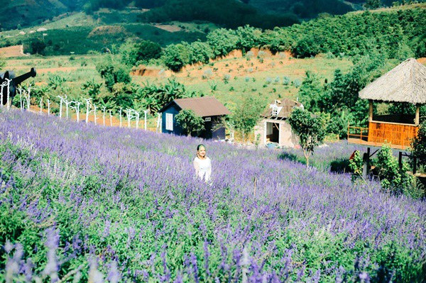 Hoa pháo xác tháng 12 Đà Lạt