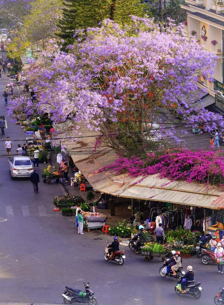 hoa giấy chợ đà lạt