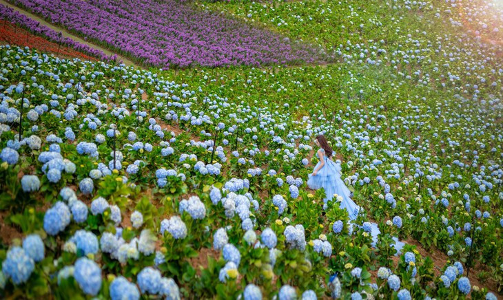 vuon hoa cam tu cau lon nhat da lat