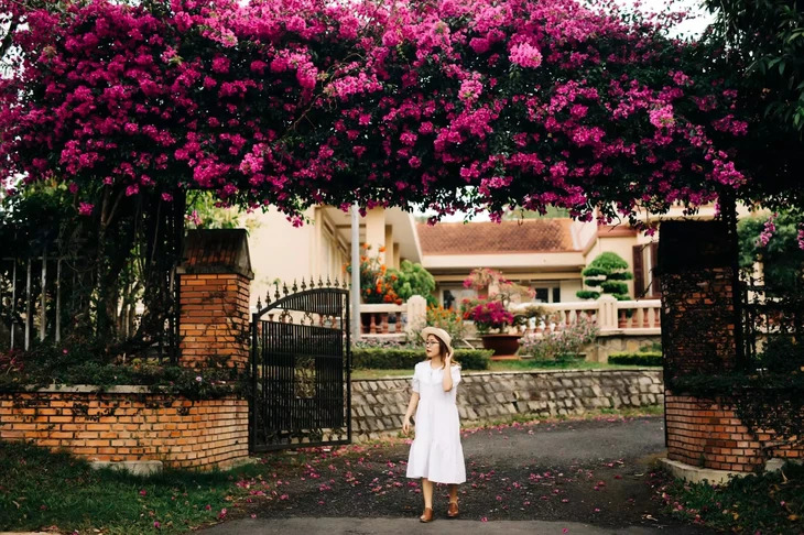 Hoa giấy, thu, xuân, Nguyễn Việt.